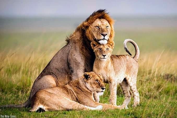Akagera National Park: Rwanda's Big Five Safari Destination