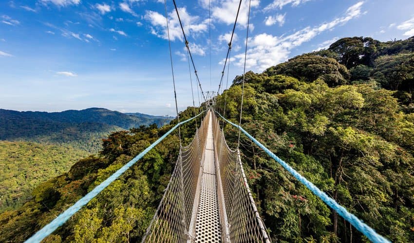 Discovering Nyungwe Forest: Chimpanzees, Canopy Walk & Rainforest Trails