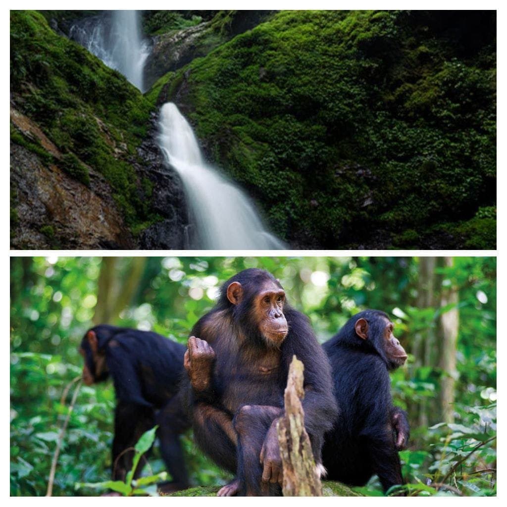 3-Day Nyungwe Forest Experience - Canopy Walk, Zipline, Chimpanzee Trekking & Waterfall Adventure