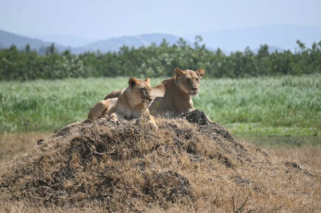 12-DAY RWANDA AT A GLANCE SAFARI - CULTURE, LAKE KIVU, GORILLAS & AKAGERA WILDLIFE EXPERIENCE