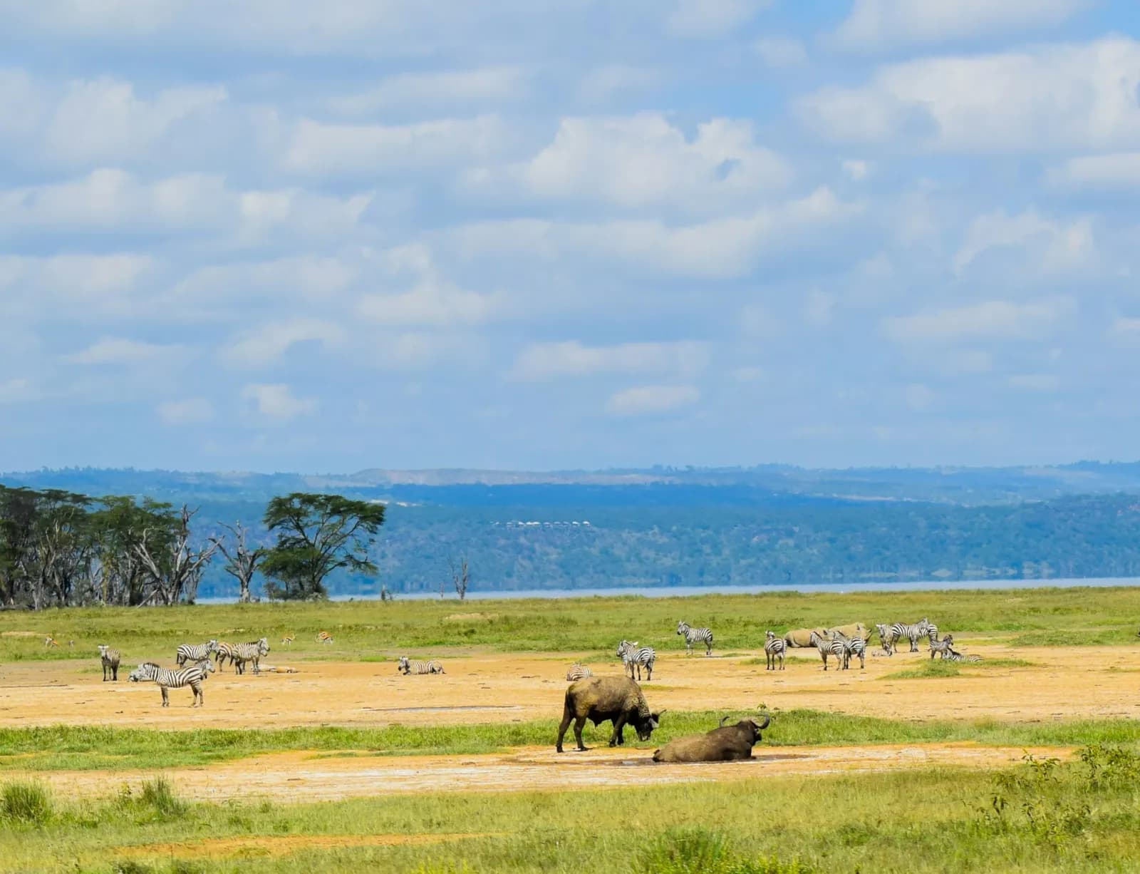 4 Days Lake Nakuru and Maasai Mara