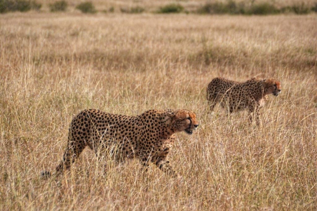 3 Days Ngorongoro Crater Safari