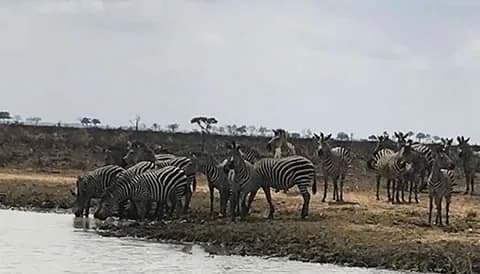 7 Day Tanzania Wildlife Safari