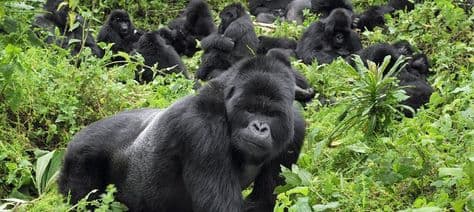 11 Days Epic Uganda Gorilla Trekking &Tanzania Bush Adventure