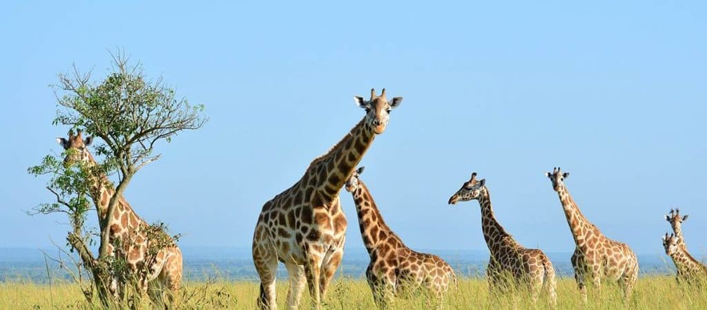 Wildlife on the savannah plains of Rwanda during a best-of safari