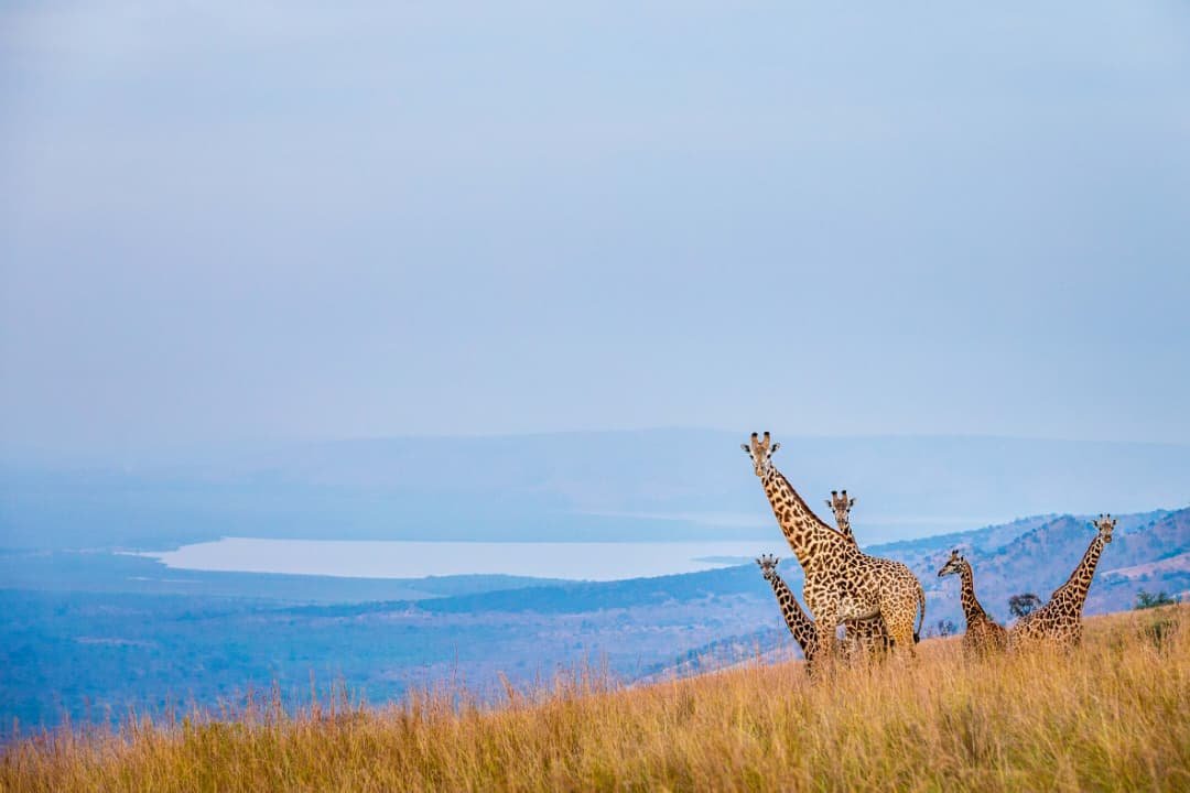 Giraffe with lake view
