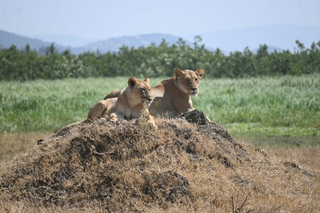 Lions
