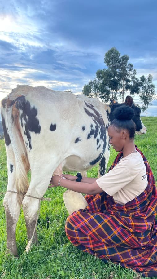 Cow milking