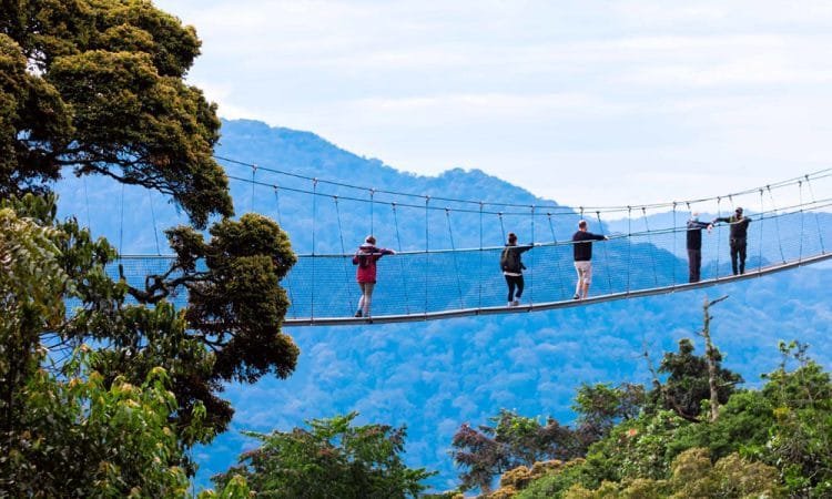 1-Day Nyungwe Canopy Walk Experience – Rainforest Adventure from Kigali