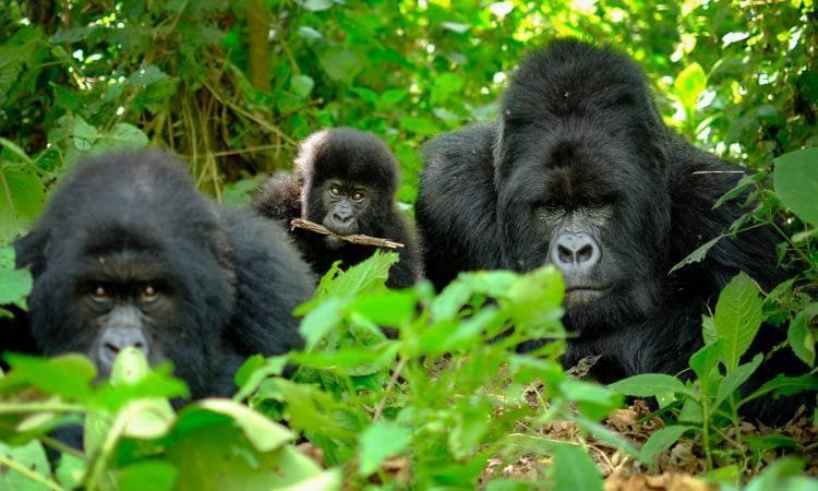 4-Day Rwanda Gorilla Trekking Safari – Volcanoes National Park & Cultural Experience