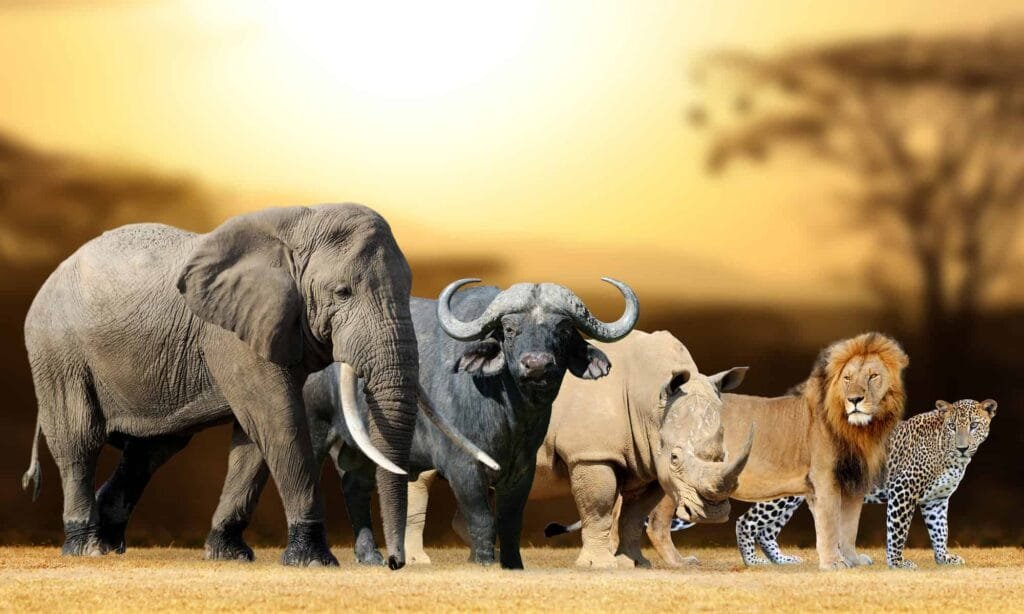 7-Day Rwanda Holiday Experience – Wildlife Safari, Lake Kivu & Cultural Adventure